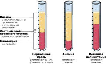 Пять литров красного. Что необходимо знать о крови, ее болезнях и лечении