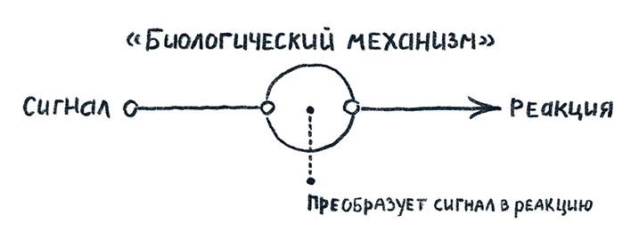 Просто о мозге. Как знания о мозге помогают получить больше