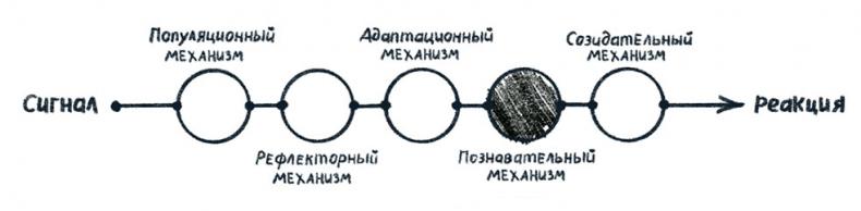 Просто о мозге. Как знания о мозге помогают получить больше