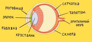 Секреты кошек. Как понять кошку и стать ей другом