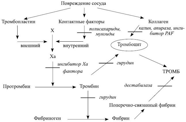 Лечение пиявками. Теория и практика гирудотерапии