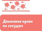 Как устроен человек