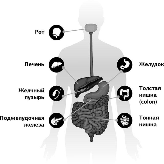 Любовь к себе как путь к здоровью