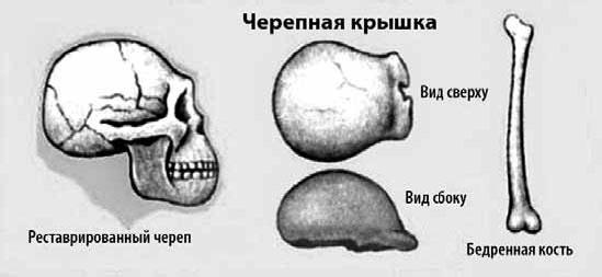 Разные человечества. Эволюция. Разум. Антропология