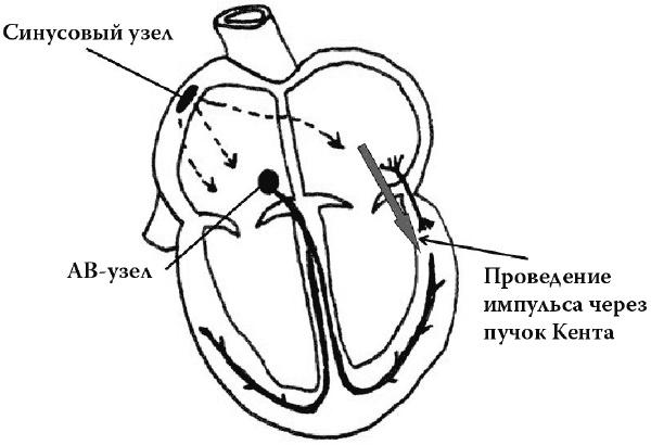 О чем расскажет ЭКГ