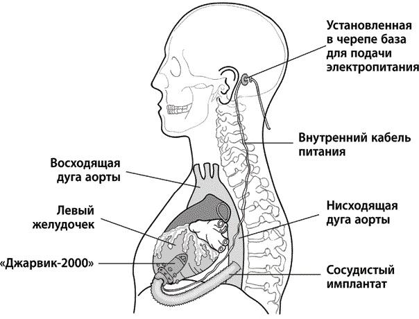 Хрупкие жизни. Истории кардиохирурга о профессии, где нет места сомнениям и страху