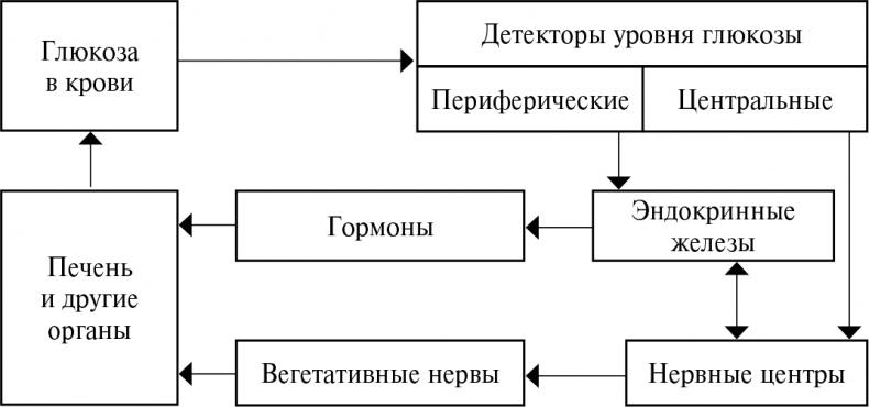 Стой, кто ведет? Биология поведения человека и других зверей