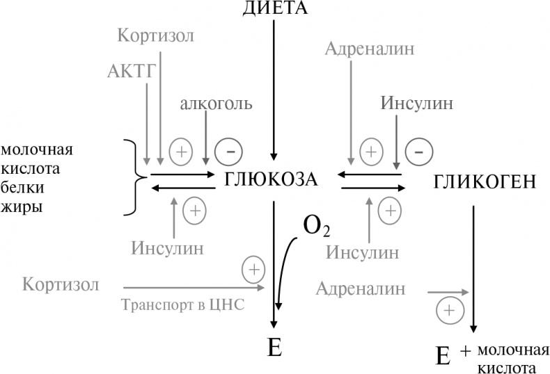 Стой, кто ведет? Биология поведения человека и других зверей