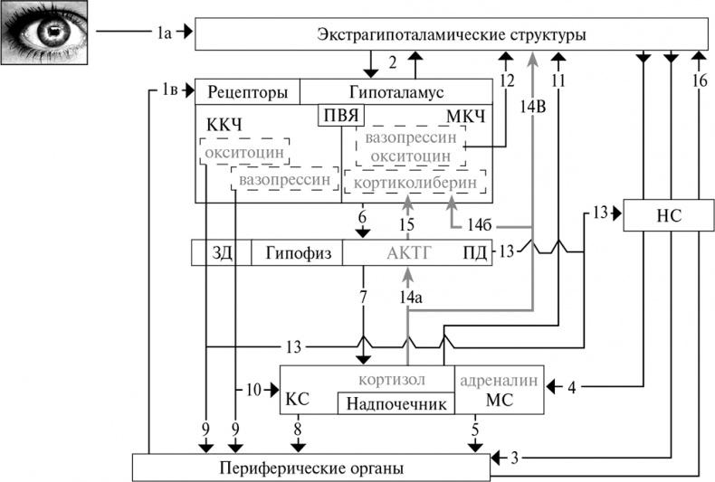 Стой, кто ведет? Биология поведения человека и других зверей