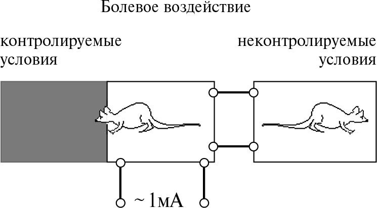 Стой, кто ведет? Биология поведения человека и других зверей