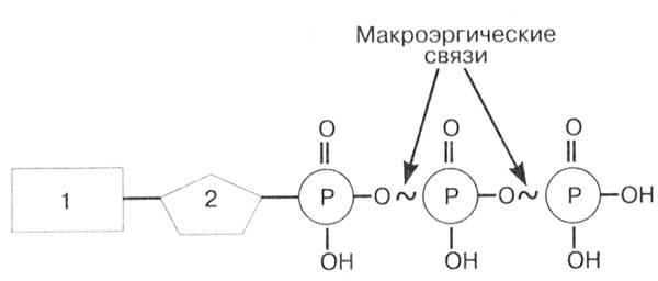 Биология: Обмен веществ и энергии в клетках организма