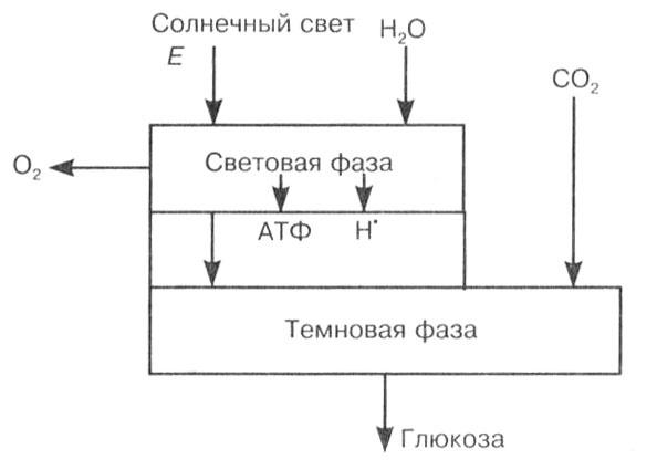 Биология: Обмен веществ и энергии в клетках организма