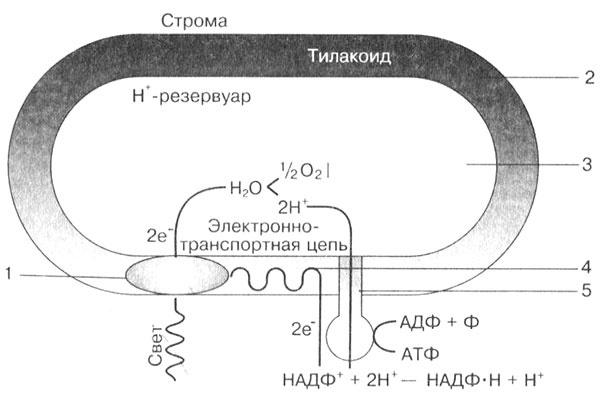 Биология: Обмен веществ и энергии в клетках организма