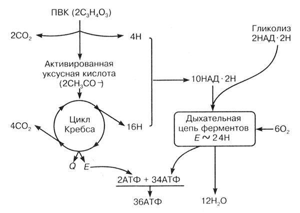 Биология: Обмен веществ и энергии в клетках организма