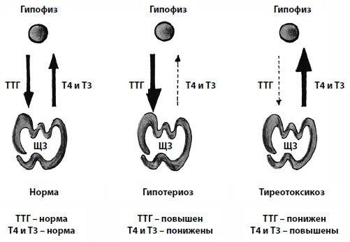 Пора лечиться правильно. Медицинская энциклопедия