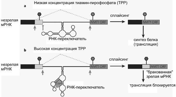 Рождение сложности. Эволюционная биология сегодня. Неожиданные открытия и новые вопросы