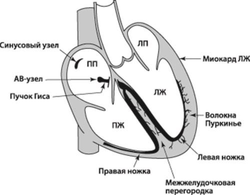 Полный курс медицинской грамотности