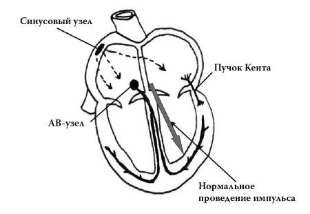 Полный курс медицинской грамотности