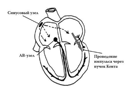 Полный курс медицинской грамотности