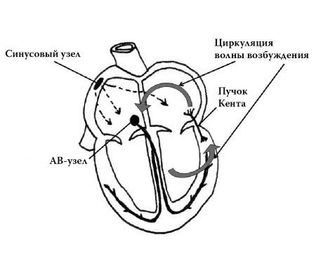 Полный курс медицинской грамотности