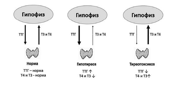 Полный курс медицинской грамотности