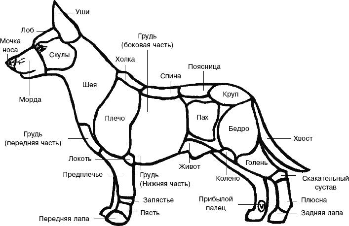 Cобака. Полное руководство по дрессировке и уходу