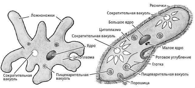 Мифы о микробах и вирусах. Как живет наш внутренний мир