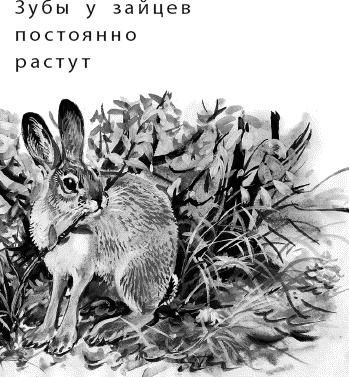 Лесная сказка. С вопросами и ответами для почемучек