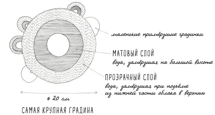 Может ли жираф облизать свои уши?