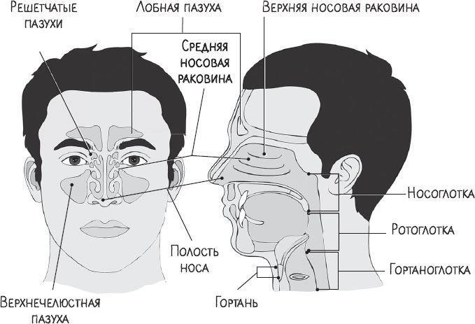 В лабиринтах уха, горла и носа. Скрытые механизмы работы, неочевидные взаимосвязи и полезные знания, которые помогут «дотянуть» до визита к врачу