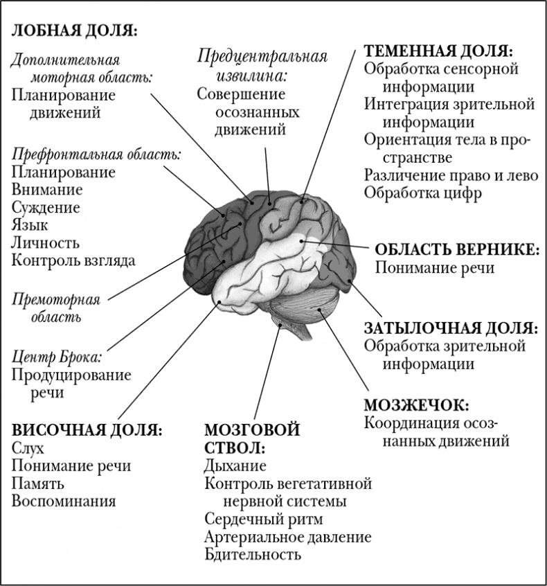 Мозговой штурм. Детективные истории из мира неврологии