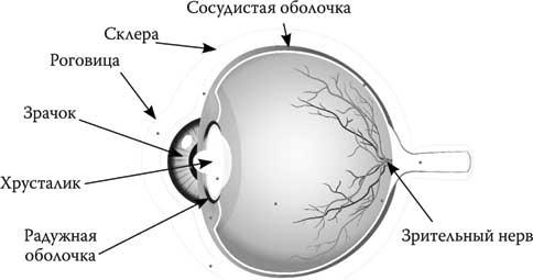 Твоя жизнь до рождения: тайны эволюции человека