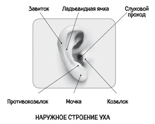 Почему болит ухо. Что делать при отитах, снижении слуха и звоне в ушах – правила доказательной медицины