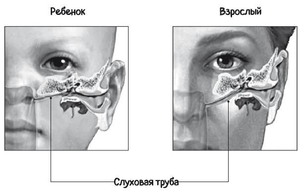 Почему болит ухо. Что делать при отитах, снижении слуха и звоне в ушах – правила доказательной медицины