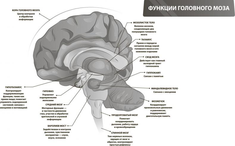 Наш мозг в эпоху катаклизмов