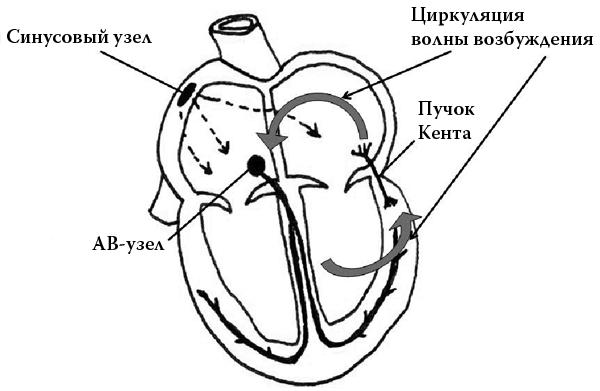 Сердце. Как не дать ему остановиться раньше времени