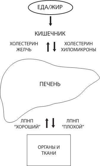 О чем молчит печень. Как уловить сигналы самого крупного внутреннего органа, который предпочитает оставаться в тени