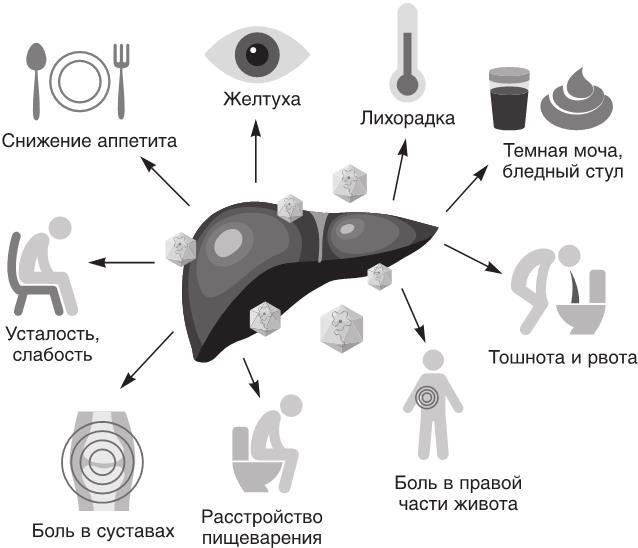 О чем молчит печень. Как уловить сигналы самого крупного внутреннего органа, который предпочитает оставаться в тени