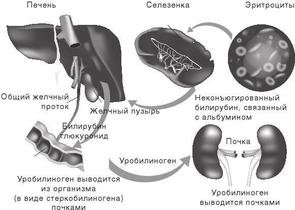 О чем молчит печень. Как уловить сигналы самого крупного внутреннего органа, который предпочитает оставаться в тени