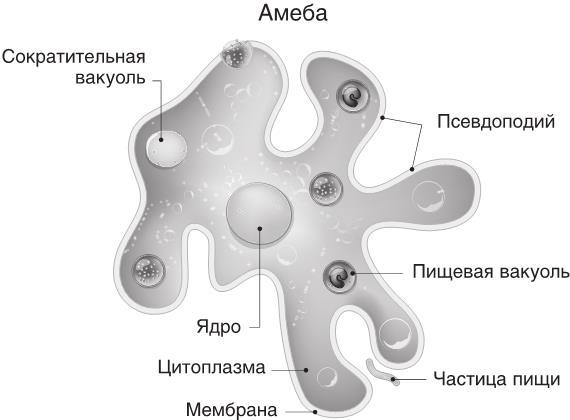 О чем молчит печень. Как уловить сигналы самого крупного внутреннего органа, который предпочитает оставаться в тени