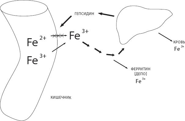 О чем молчит печень. Как уловить сигналы самого крупного внутреннего органа, который предпочитает оставаться в тени