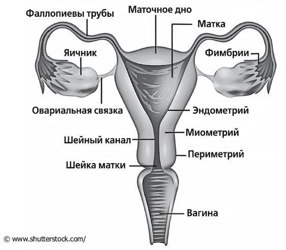 Женское здоровье: между нами девочками