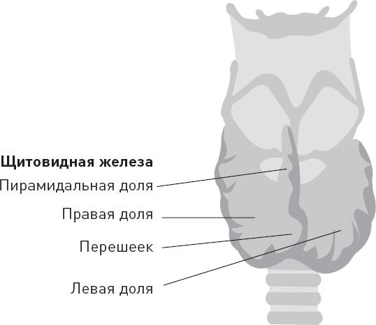 Лжецы. Как врачи обманываются сами и невольно обманывают пациентов